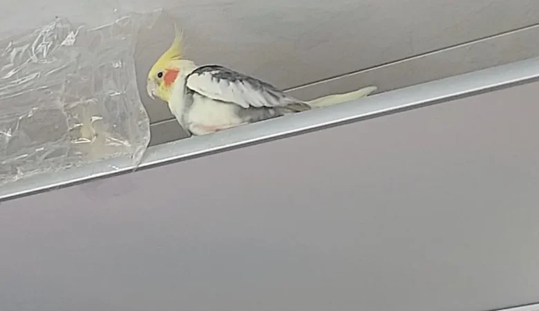 Cockatiel parrots in Virginia