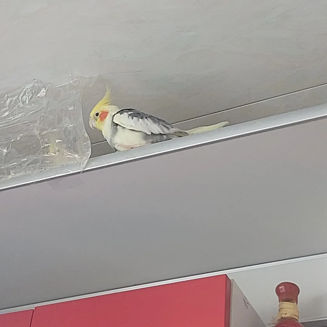 Cockatiels in New Mexico