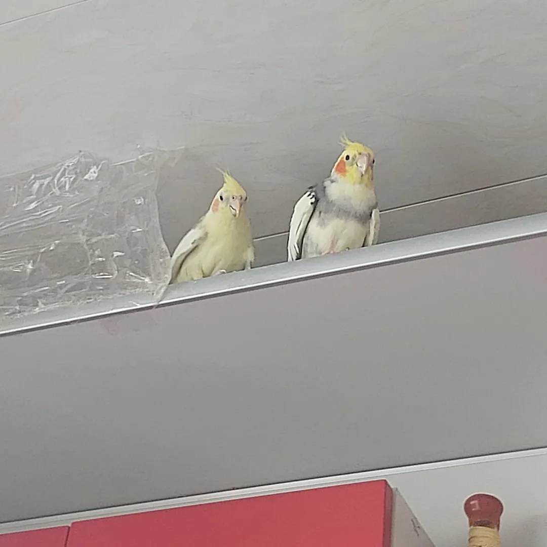 Cockatiels for sale in New Hampshire