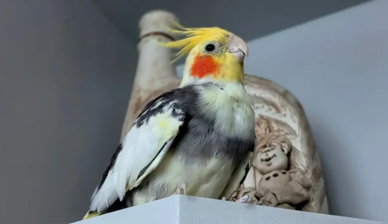 Cockatiel parrots in Utah