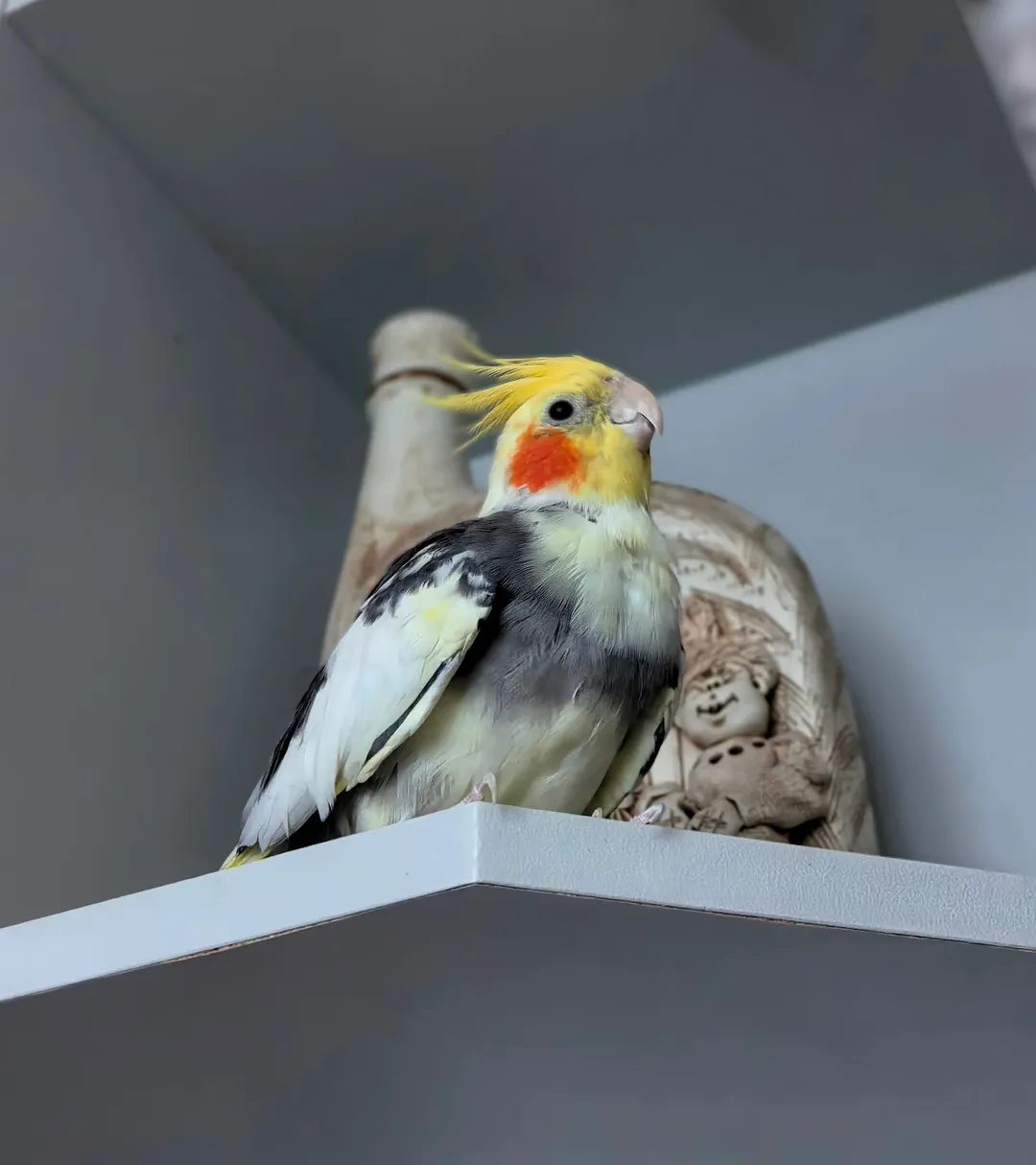 Cockatiels for sale in Nevada