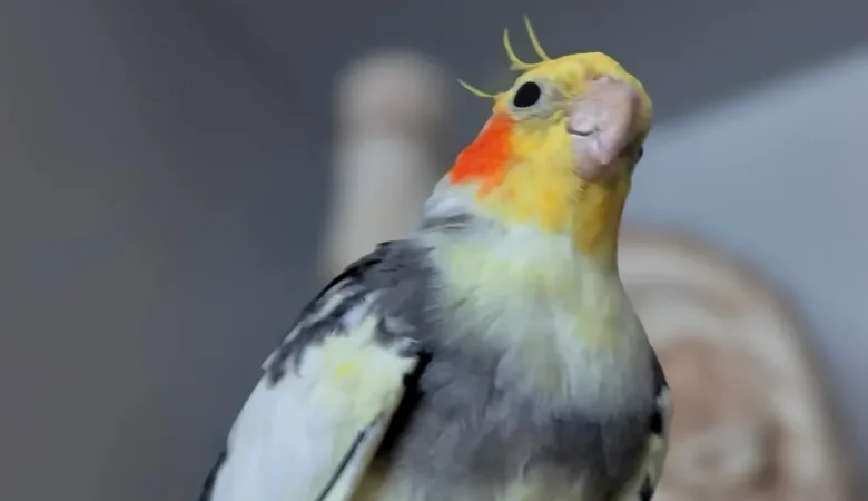Cockatiels for sale in Denmark