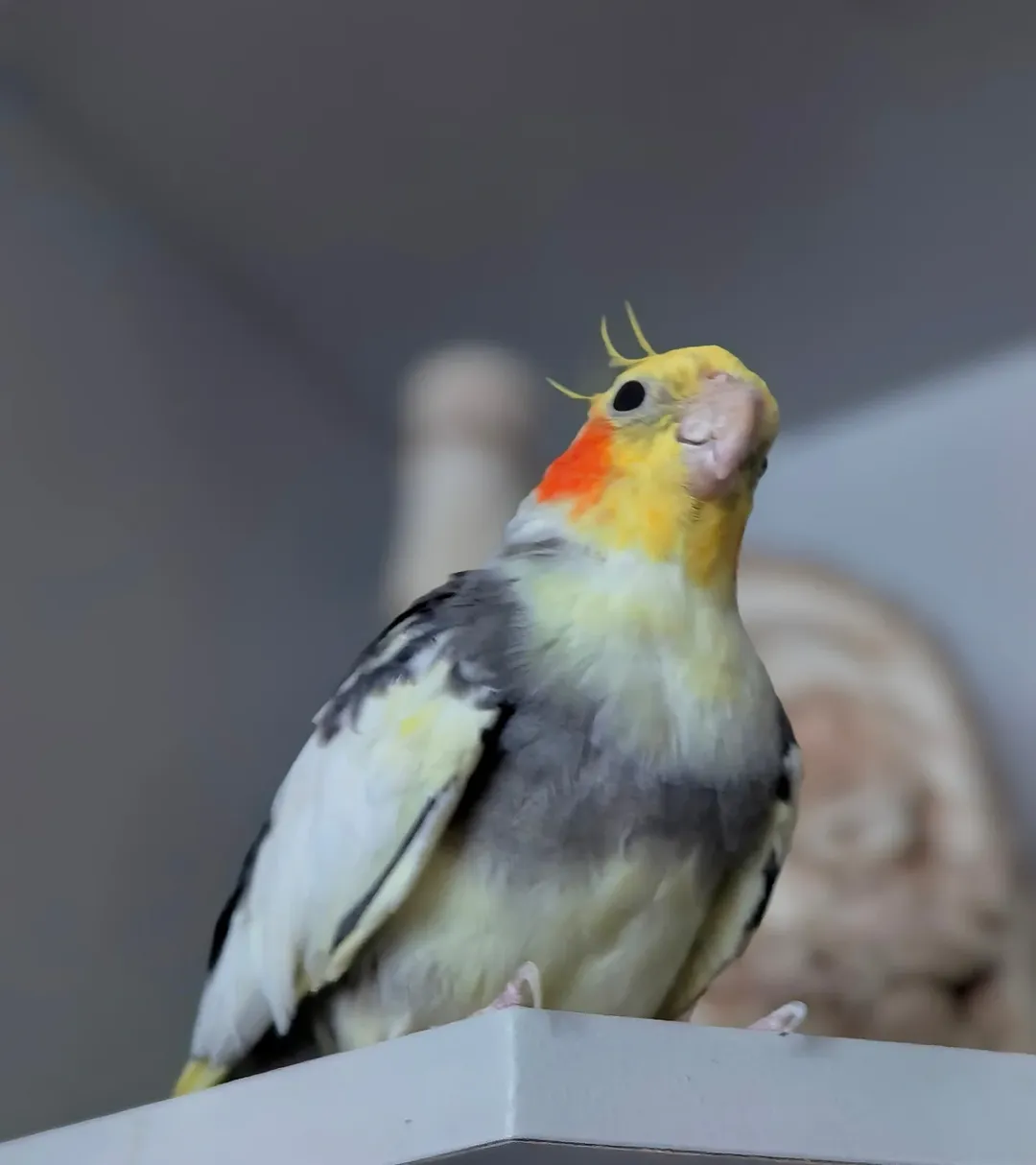 Cockatiels for sale in Nebraska