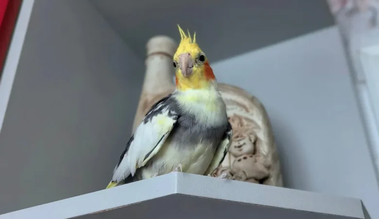 Cockatiel parrots in Tennessee