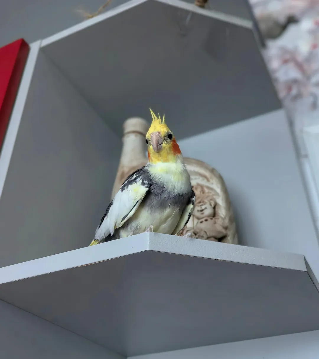 Cockatiels for sale in Montana