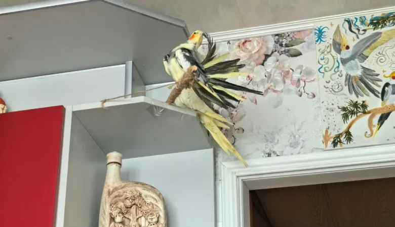 Cockatiel parrots in South Dakota