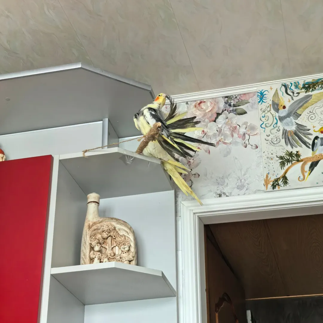 Cockatiels for sale in Maryland