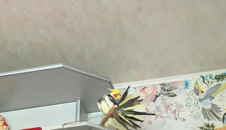 Cockatiels for sale in Germany