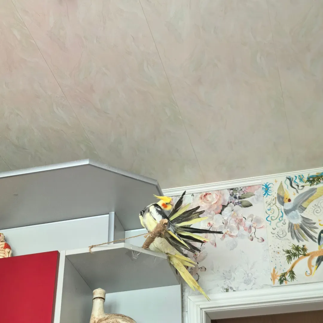Cockatiels for sale in Germany