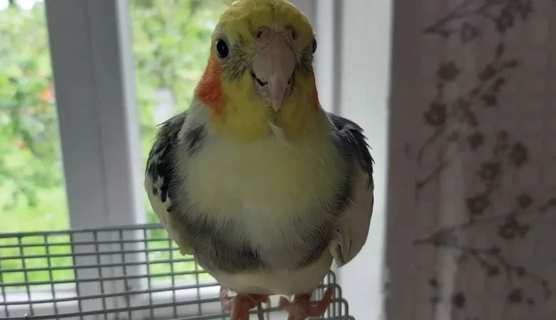 Cockatiels for sale in Michigan