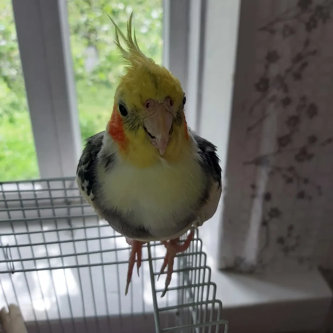 Cockatiels for sale in United Kingdom