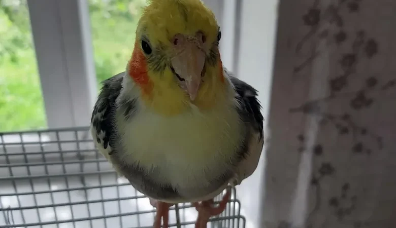 Cockatiels for sale in Missouri