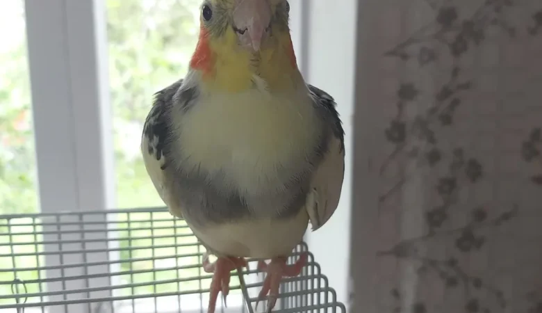Cockatiels for sale in Mexico