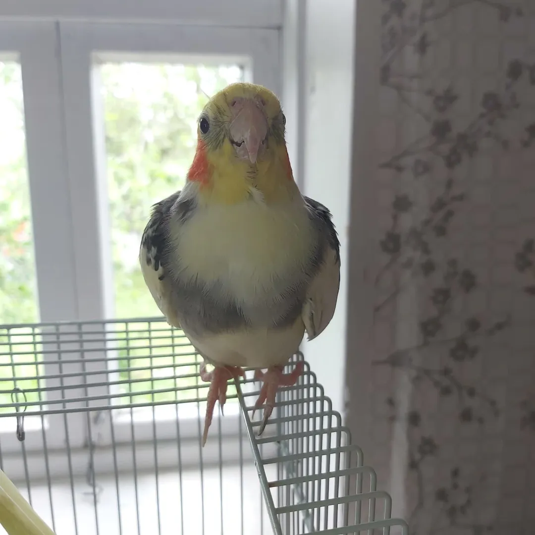 Cockatiels for sale in Mexico
