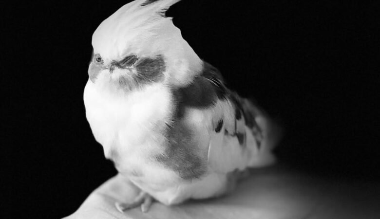 Do Cockatiels Talk or Mimic Words?