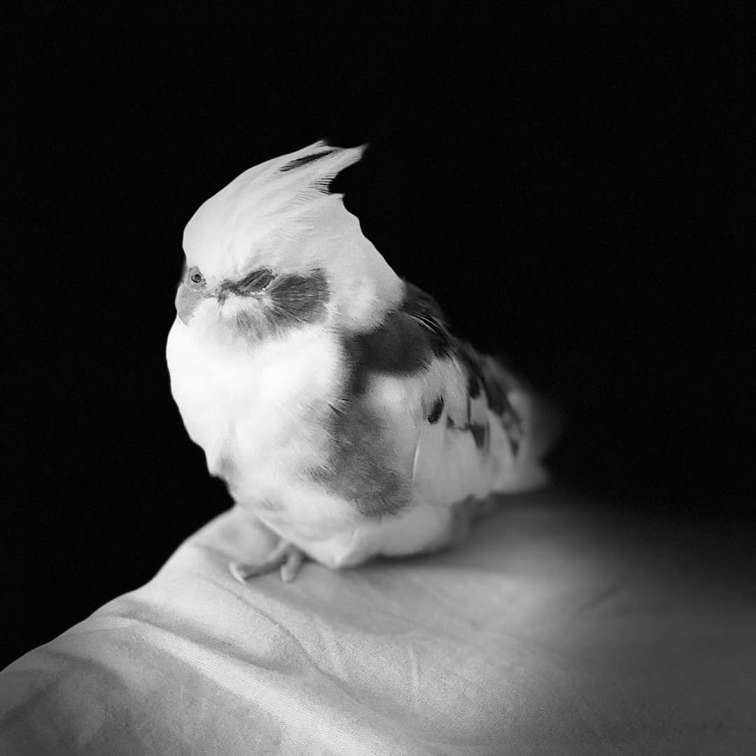 Do Cockatiels Talk or Mimic Words