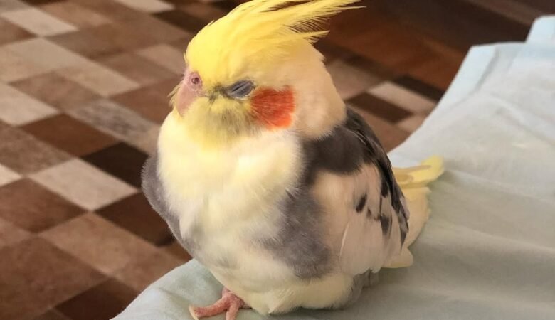 What Should You Look for When Buying a Cockatiel?