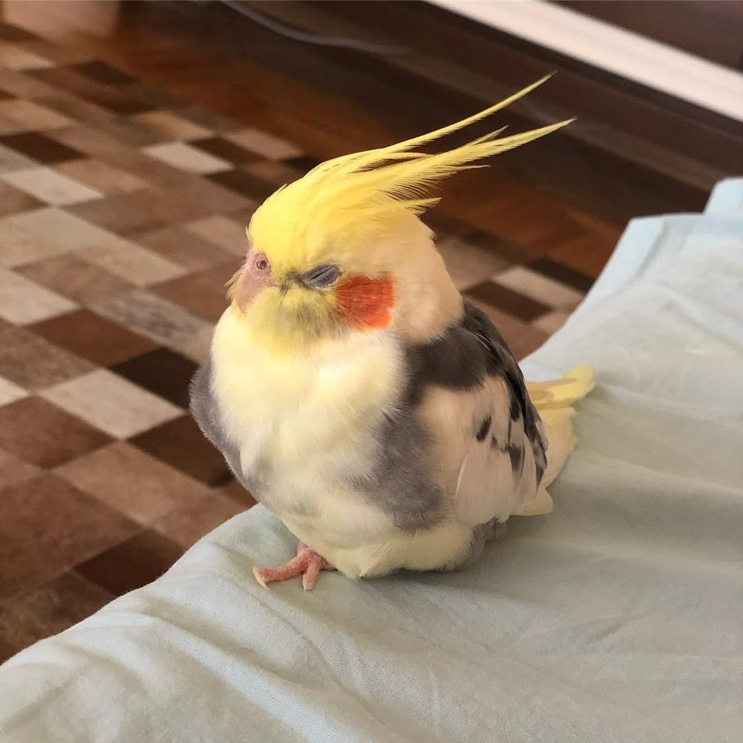 What Should You Look for When Buying a Cockatiel