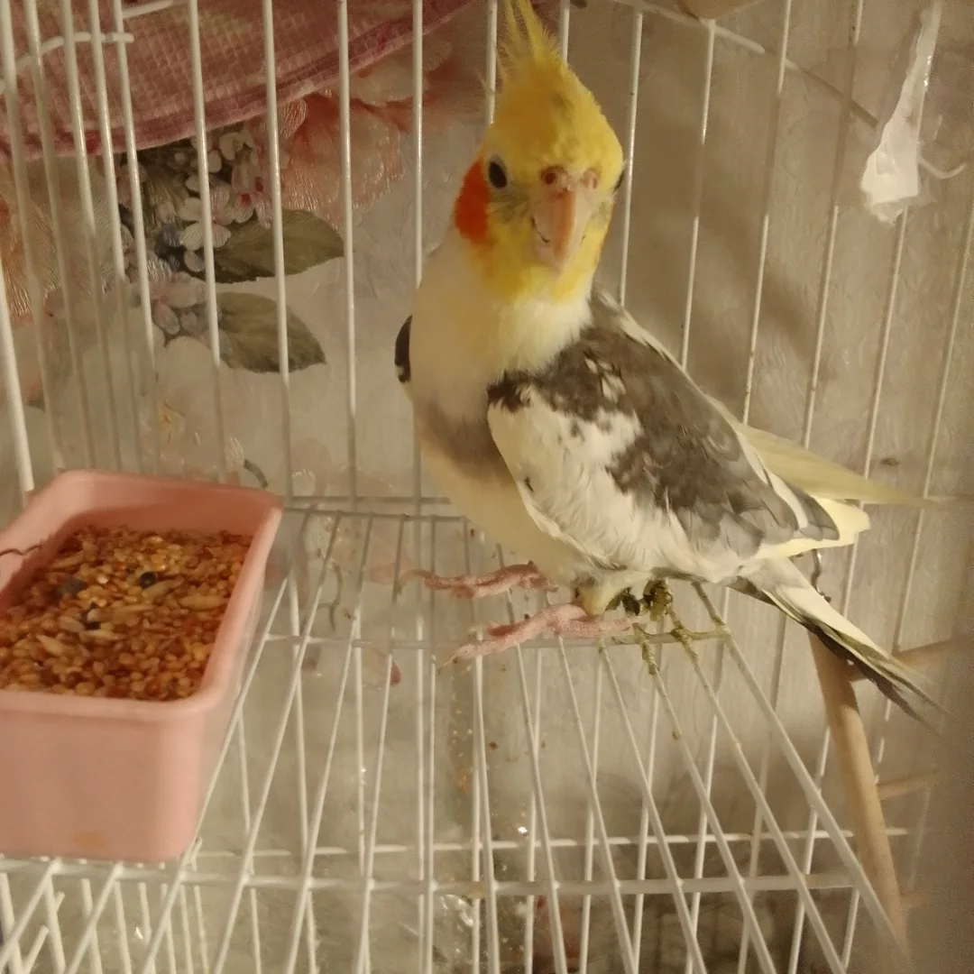 Cockatiels for sale in Canada