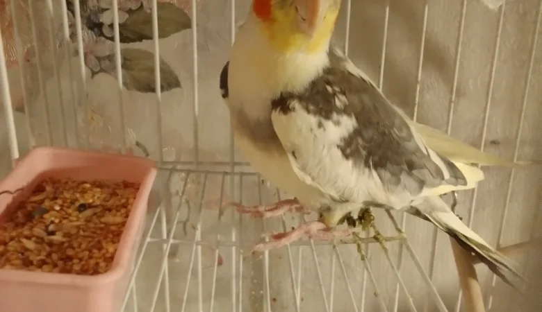Cockatiels for sale in Minnesota