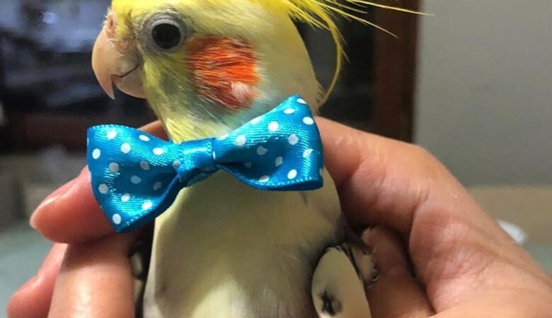Cockatiel birds for sale in New Hampshire