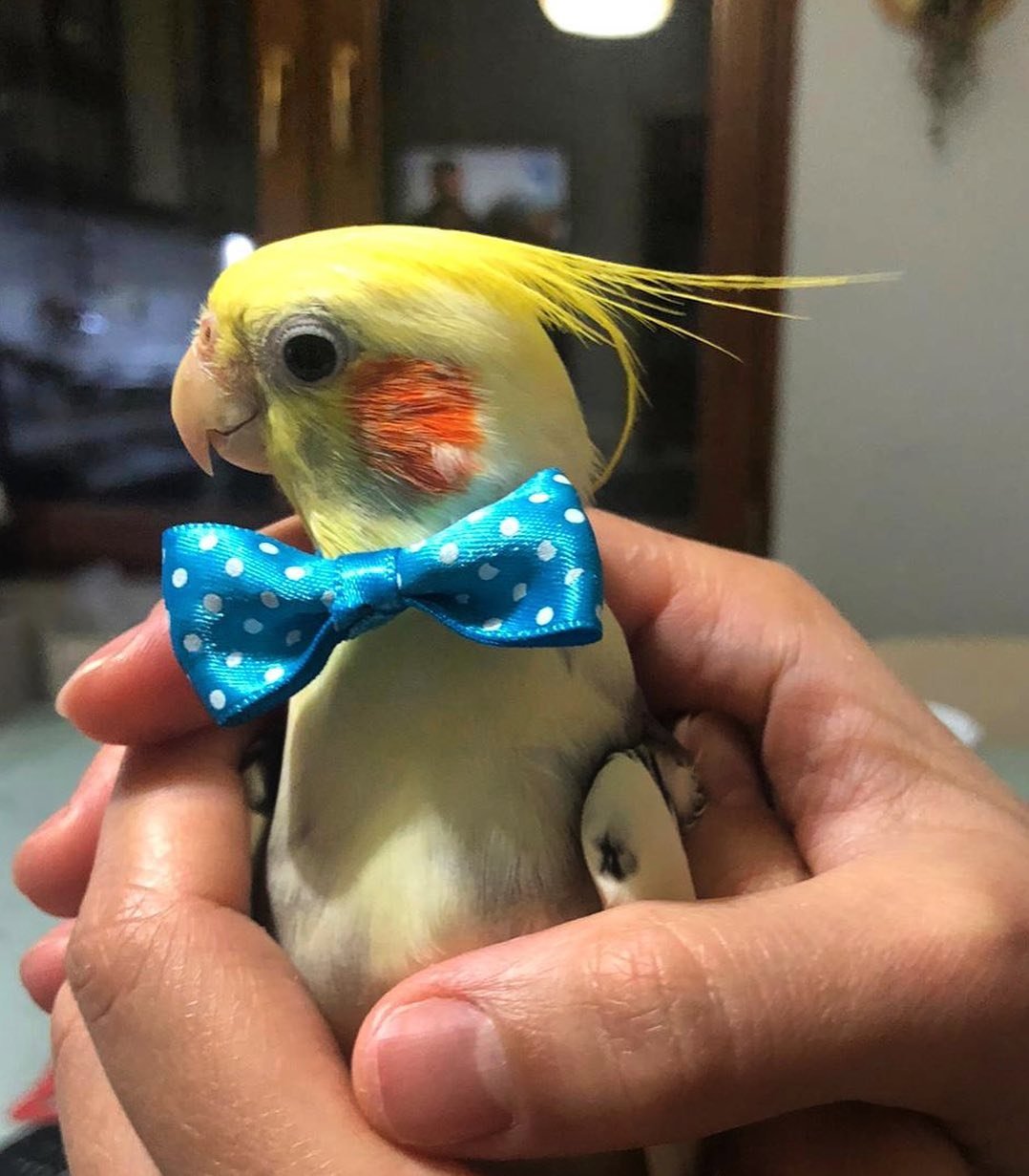How Much Exercise Does a Cockatiel Need Daily
