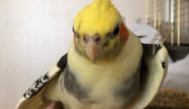 What Do Cockatiels Eat?