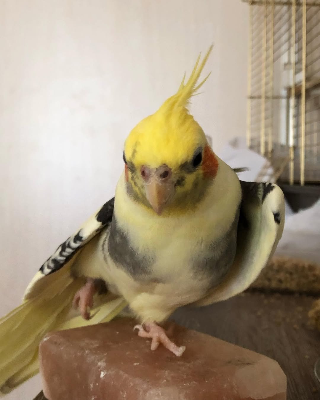 What Do Cockatiels Eat