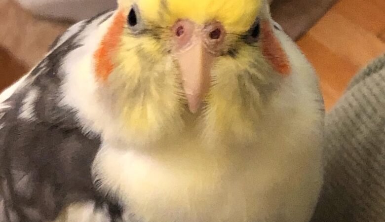 Cockatiel birds for sale in Nevada