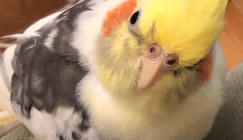 Can Cockatiels Be Left Alone During the Day?