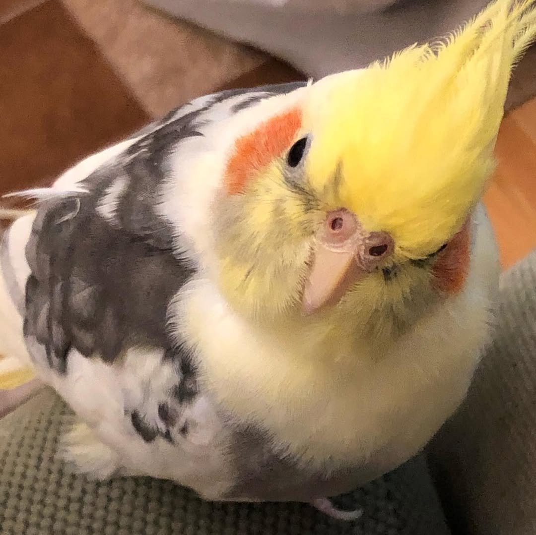 Can Cockatiels Be Left Alone During the Day