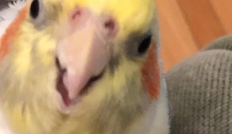 Cockatiel birds for sale in Michigan