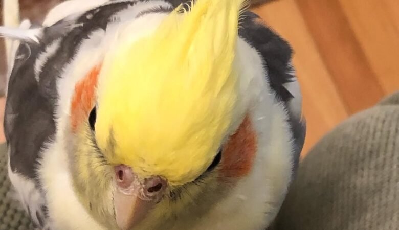 Cockatiel birds for sale in Minnesota