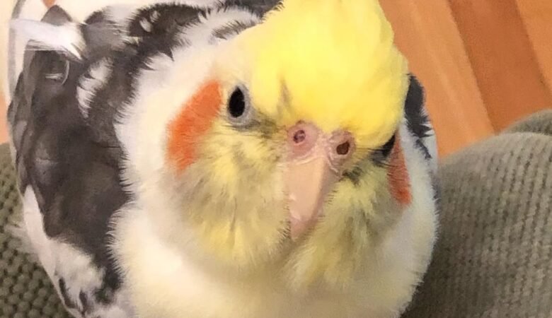 Cockatiel birds for sale in Mississippi