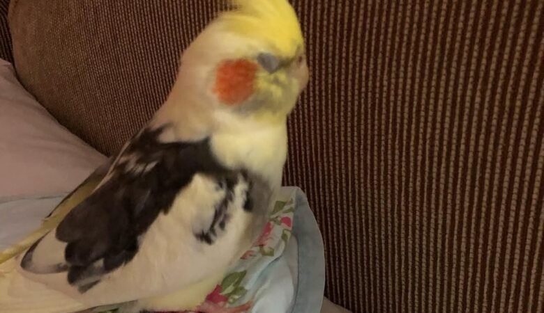 Cockatiel birds for sale in Massachusetts