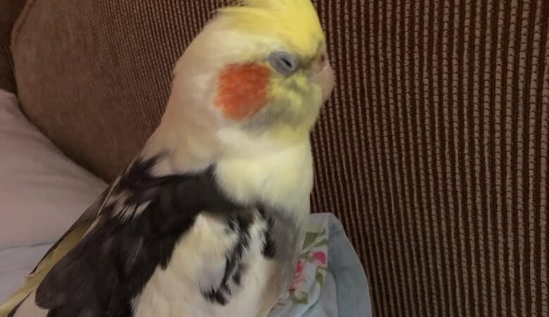 Cockatiel birds for sale in Missouri