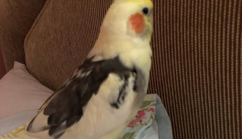 Cockatiel birds for sale in Montana