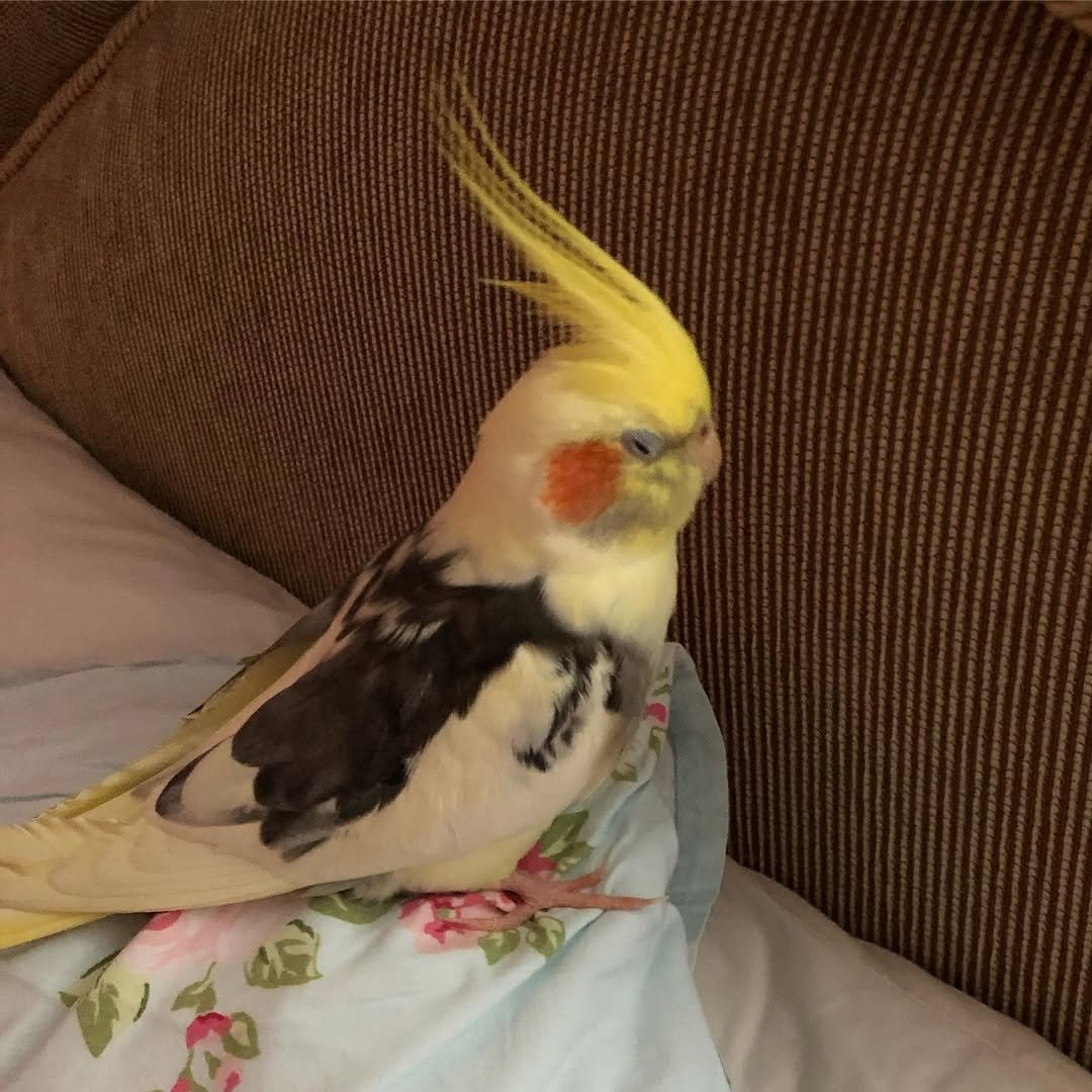 cockatiels for sale in Bessemer
