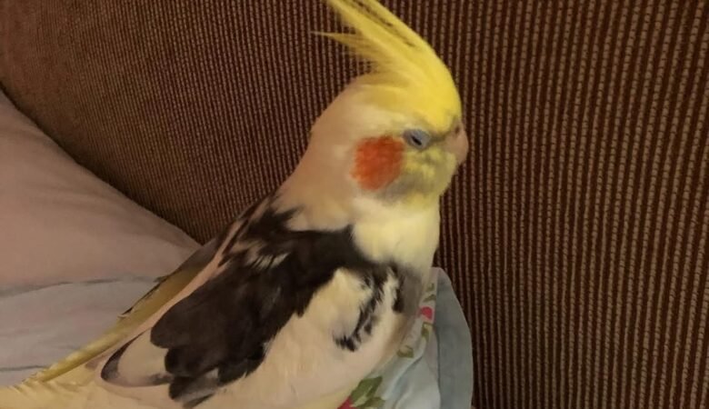 Cockatiel parrots for sale in Denmark