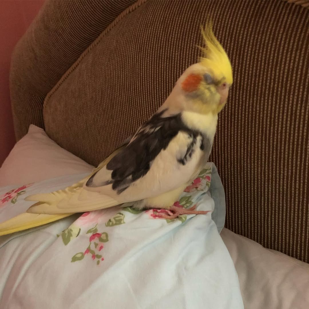 cockatiels for sale in Buena Park