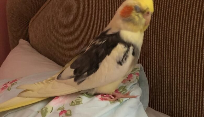 Cockatiel parrots for sale in Norway