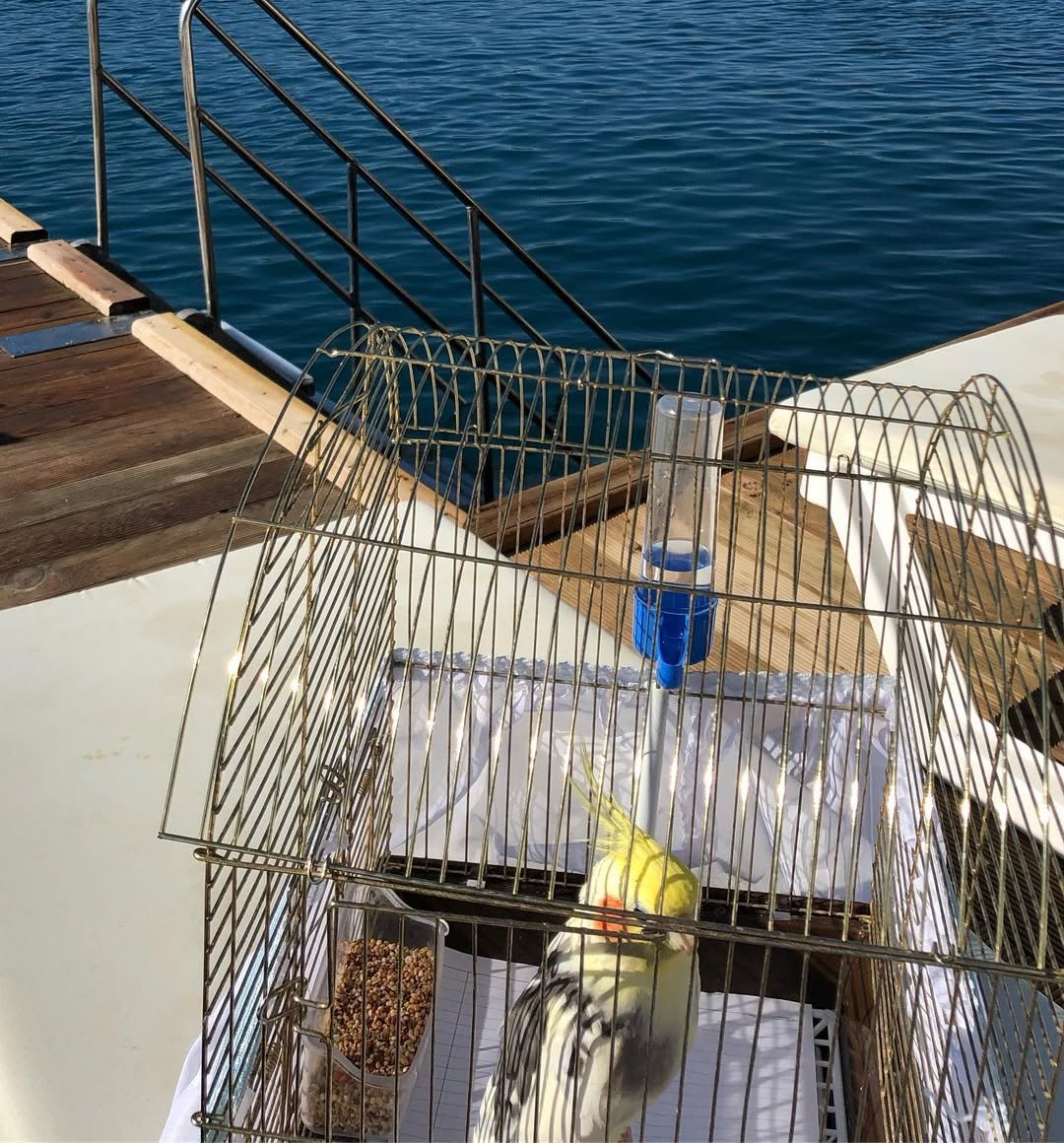 cockatiels for sale in Hawthorne