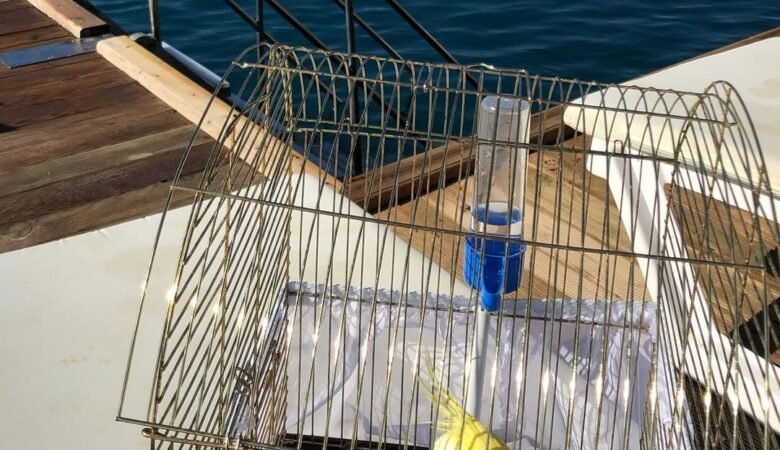 Cockatiel parrots for sale in Sweden