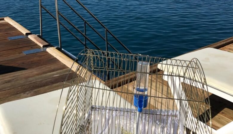 cockatiels for sale in Albertville, AL