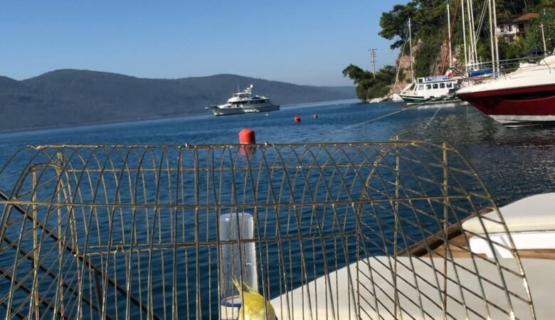 Cockatiel parrots for sale in Canada