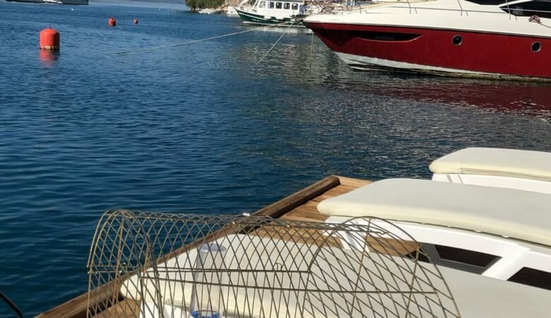 cockatiels for sale in Lake Forest, CA