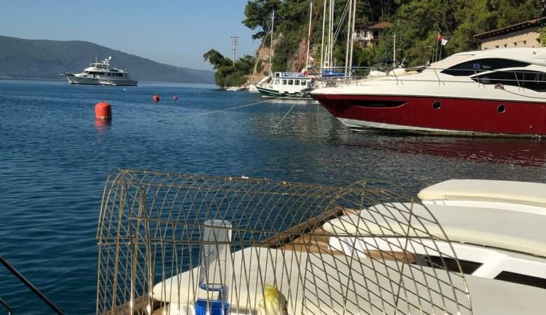 cockatiels for sale in Anniston, AL