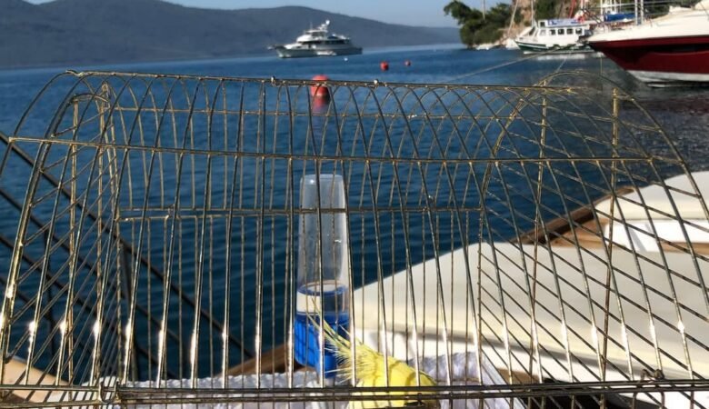 Cockatiel parrots for sale in Germany