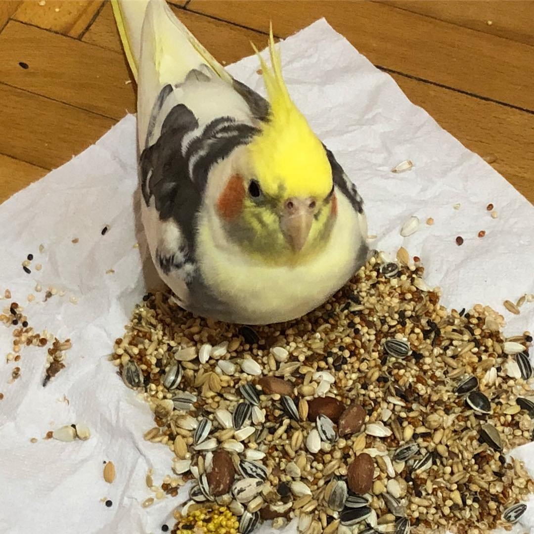 Cockatiels for Sale