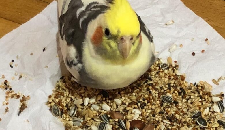 Cockatiel parrots for sale in France